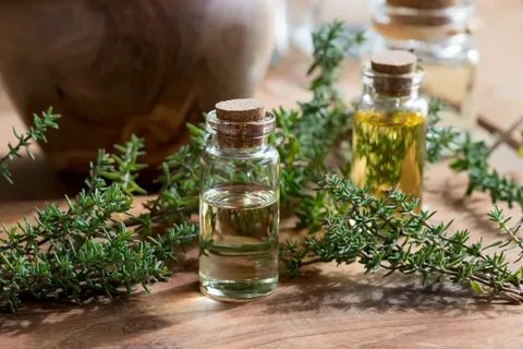 تصویر 2 از خرید و قیمت گیاه دارویی آویشن باغی + فروش عمده